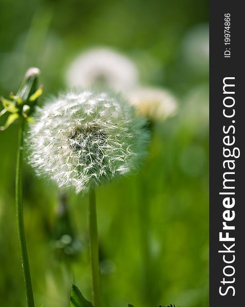 The White dandelion on a green background