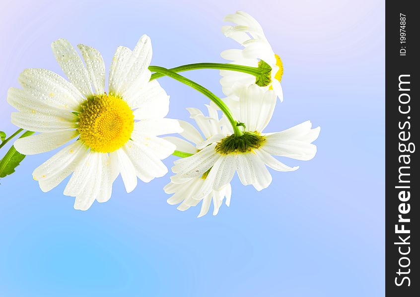 White daisywheels on blue background