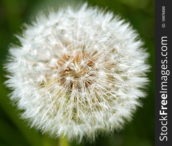 Closeup of white dandelion on a green background