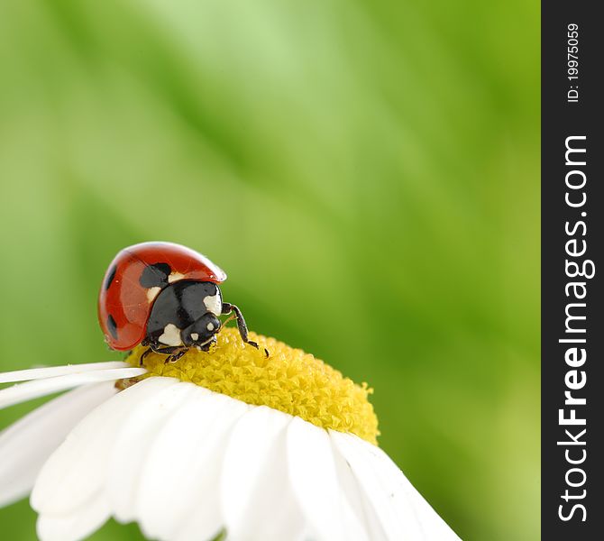 Big red ladybug on camomile grass background