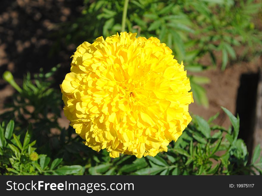 Giant Marigold, Bright Yellow in collour and in full bloom