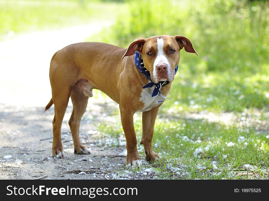 Beautiful pit bull dog with blue bandana outdoors on trail