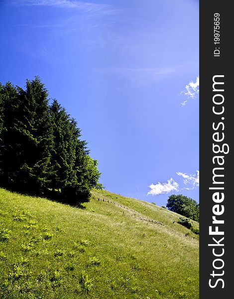 Trees in the mountains