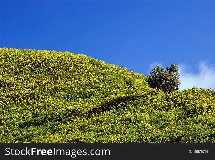 Mexican Sunflower Weed On The Hill And Blue Sky