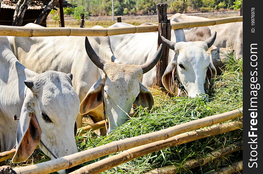 White Cows In Feeding Place