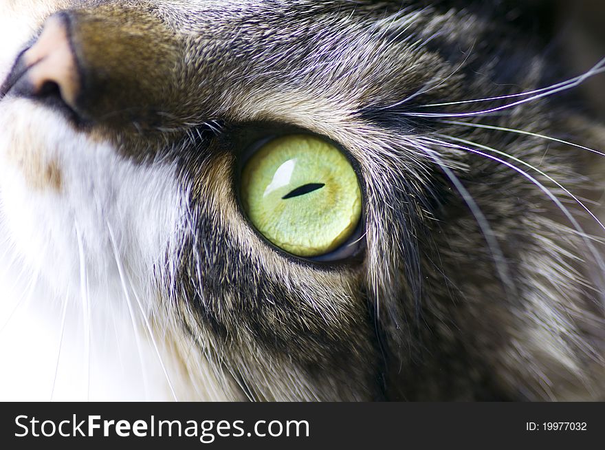 Eye of a cat of green color