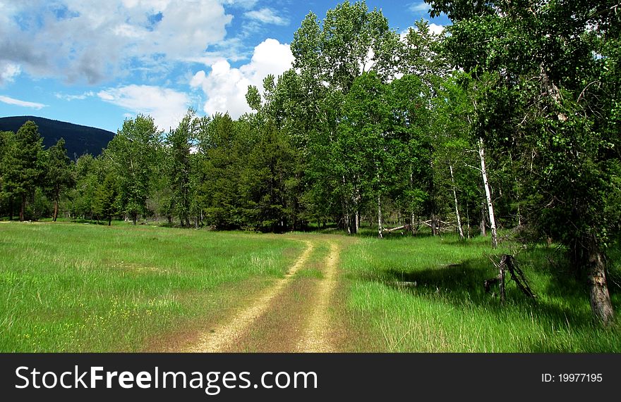 Dirt road, trees and sky, Darby, MT. Dirt road, trees and sky, Darby, MT