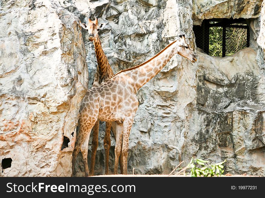 Giraffe at the Dusit Zoo in Thailand.