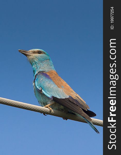 European Roller close-up / Coracias garrulus. European Roller close-up / Coracias garrulus