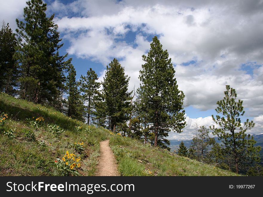 Pines, grass and clouds on a hiking trail, Rocky Mountains, Montana. Pines, grass and clouds on a hiking trail, Rocky Mountains, Montana