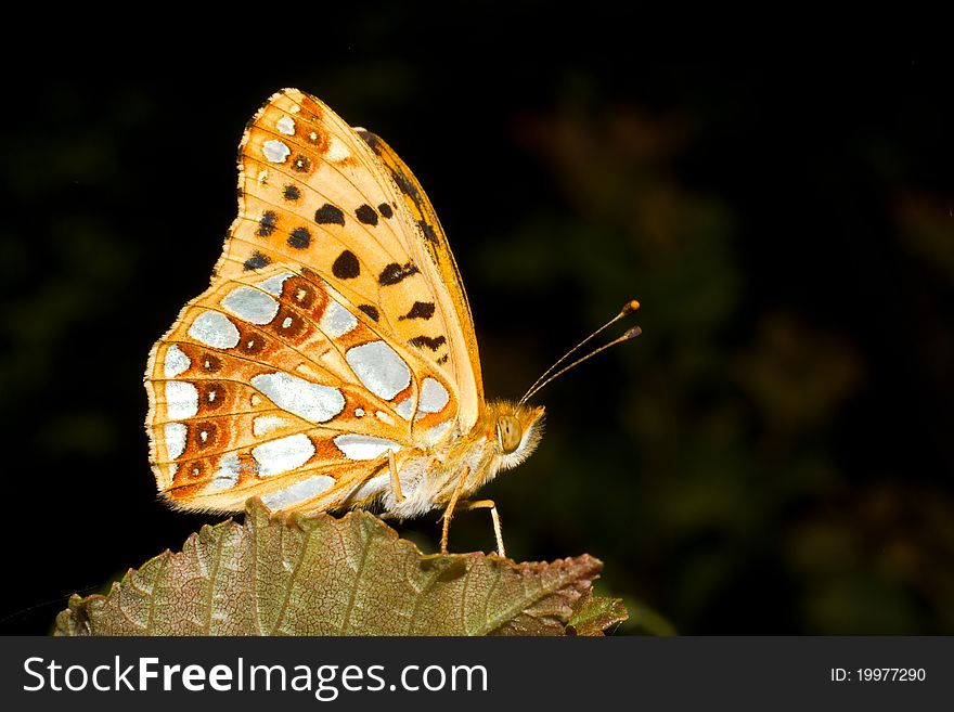 Queen of spain fritillary on a green leaf / Issoria lathonia. Queen of spain fritillary on a green leaf / Issoria lathonia