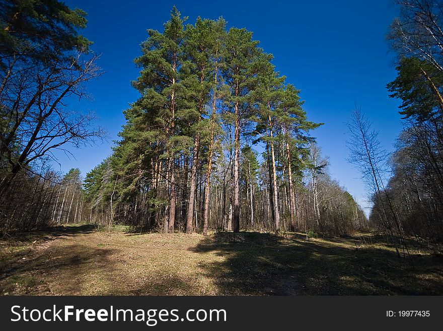In the forest. Crossing of two glades near Serpuhov town, Moscow region, Central Russia.
