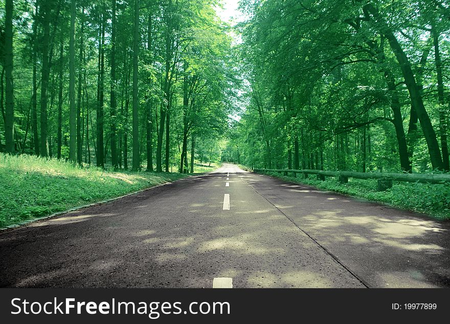 Countryside road running through a forest