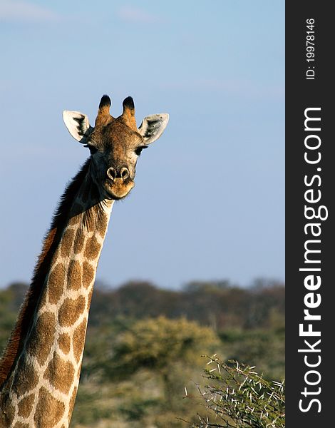 Taken of a giraffe in southern africa