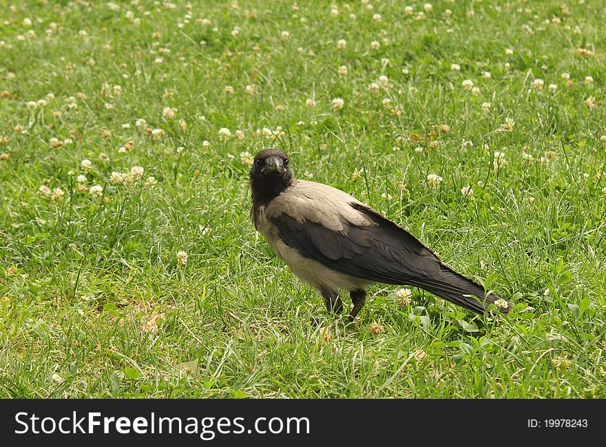 Crow walking on green grass