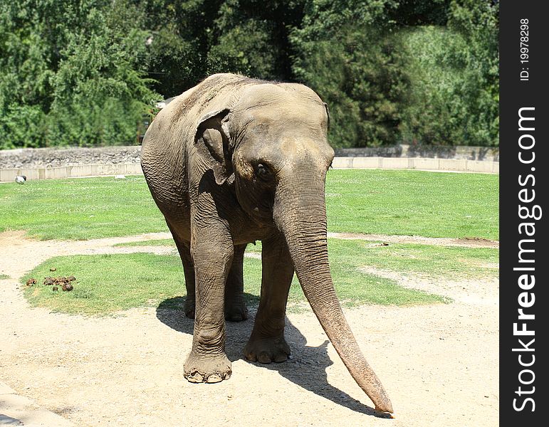Asian elephant eating in his backyard