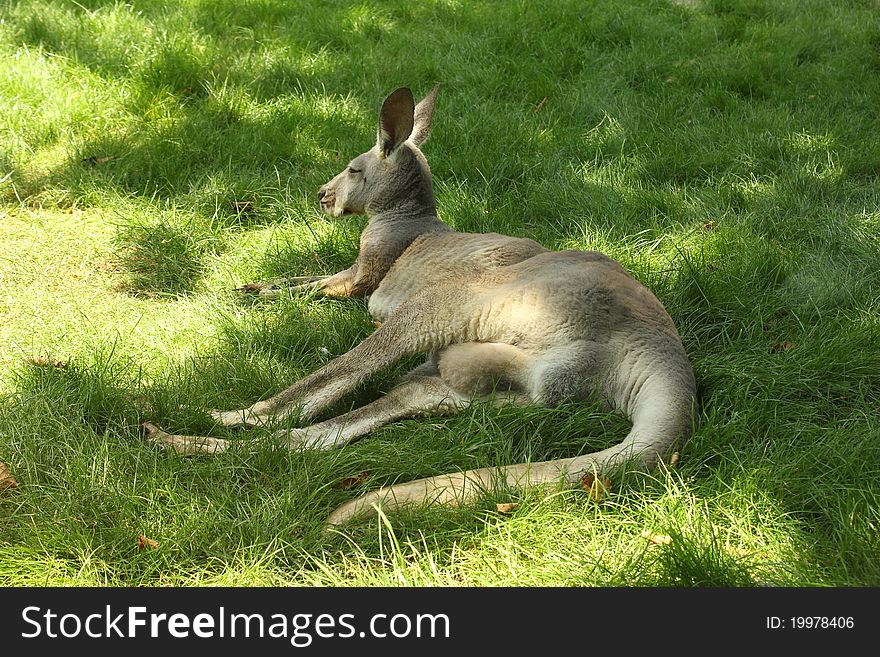 Kangaroo resting on green grass