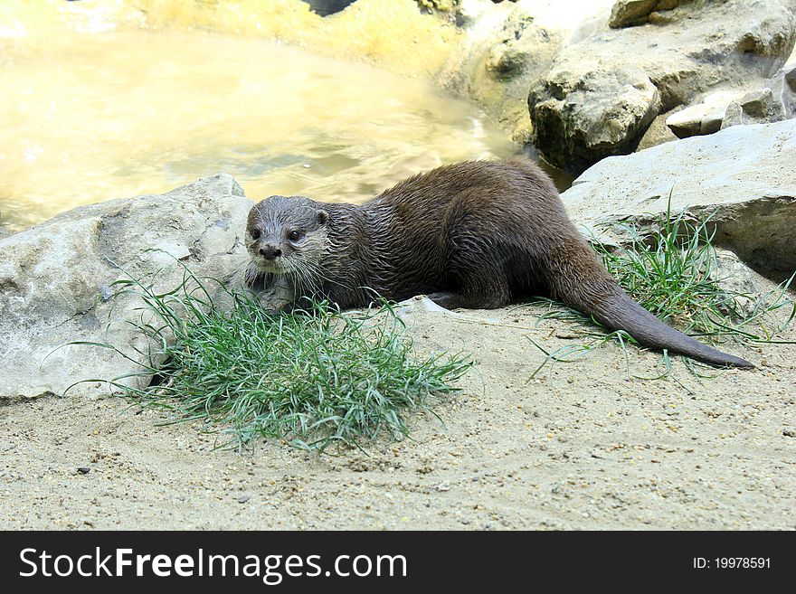 River otter in her habitat