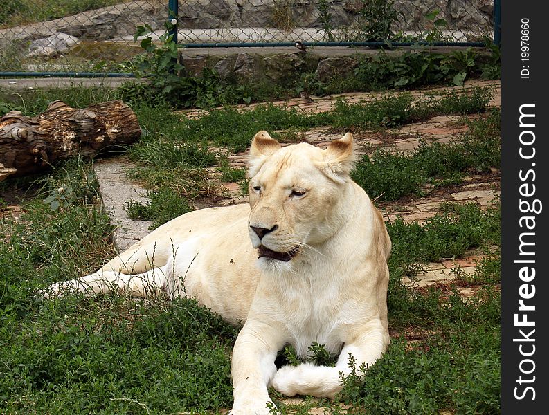 White lion resting in her home