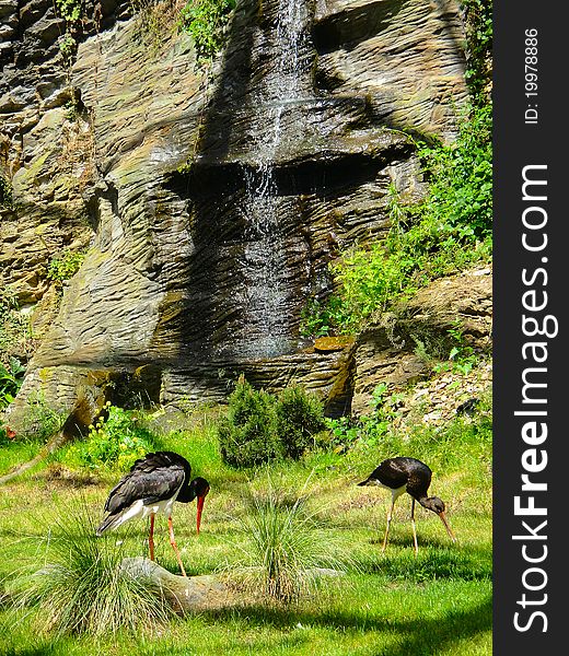 Two herons walking on the grass next to the waterfall