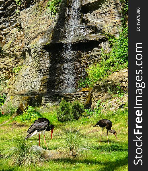 Two Herons Walking On The Grass