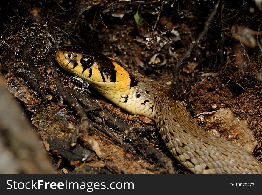 Other names of this snakes are water snake or ringed snake. Other names of this snakes are water snake or ringed snake.