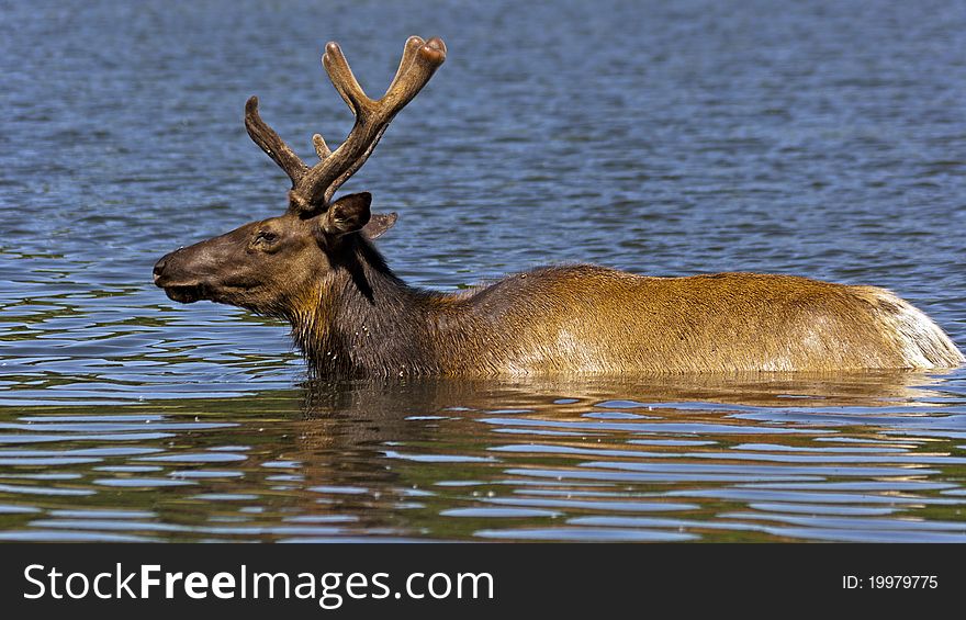 Closeup of an elk wading in a lake