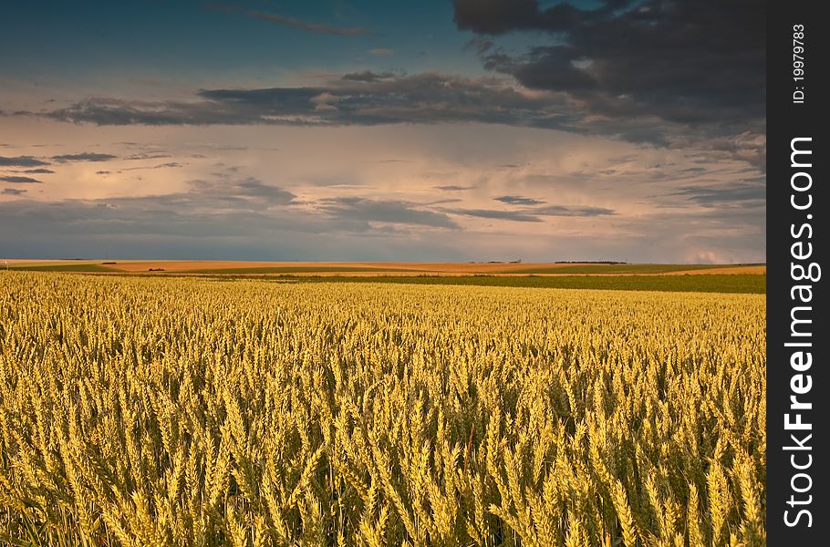 Field with wheat and sunset