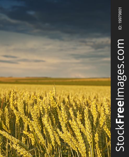 Field with golden wheat and sunset agriculture concept