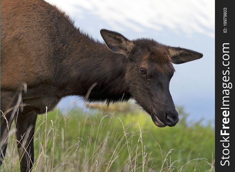 Closeup of an elk doe