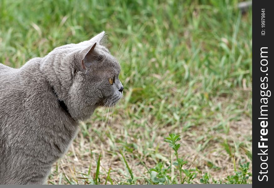 Adult cat peering intently British breed forward. Adult cat peering intently British breed forward.