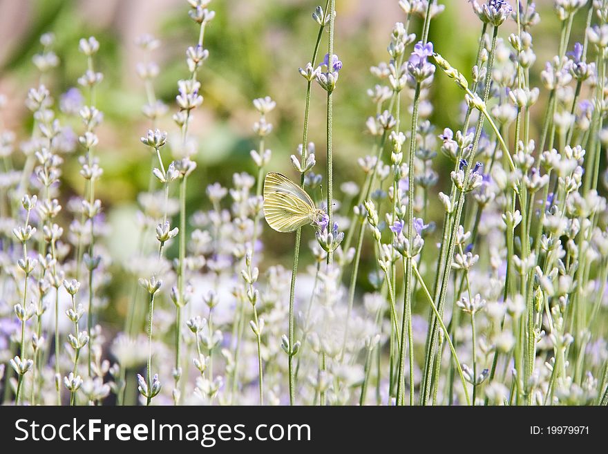Numerous lavender flowers and butterfly in summer as attractive background