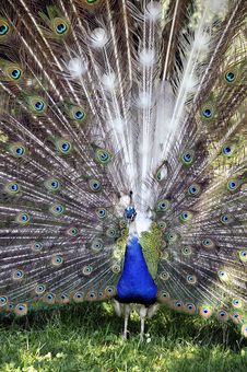 Peacock Royalty Free Stock Photography