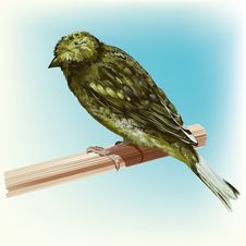 Roosting Green Canary Bird Stock Image Roosting Green Canary Bird Stock Image