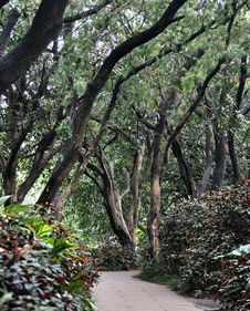 Path In Garden Covered With Trees Stock Photography Path In Garden Covered With Trees Stock Photography