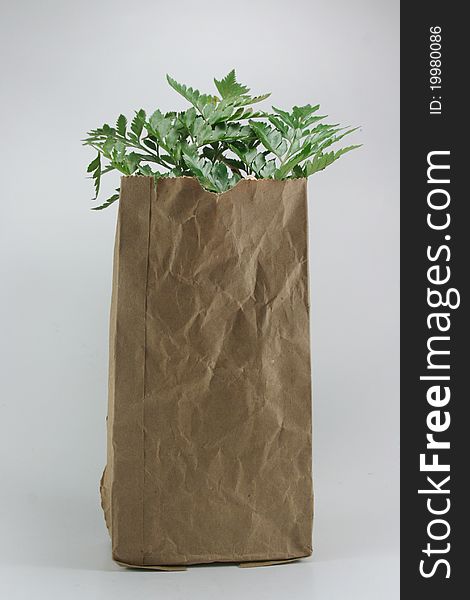 The Brown Crumpled paper Bag