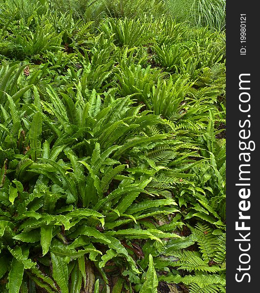 Young spring green fern background