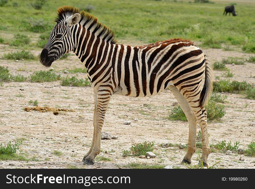 Young zebra in Etosha national park in Namibia,Africa.