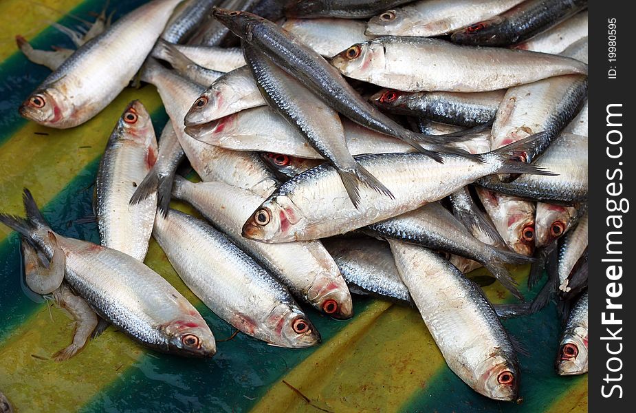 Small Fresh Water Fishes At Indian Market