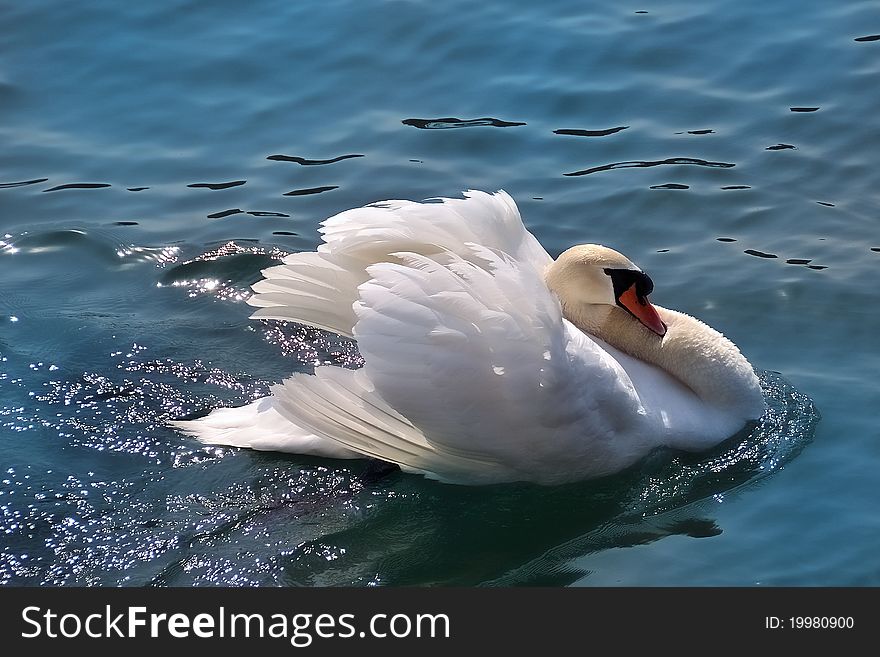 Swan (Cygnus Olor)