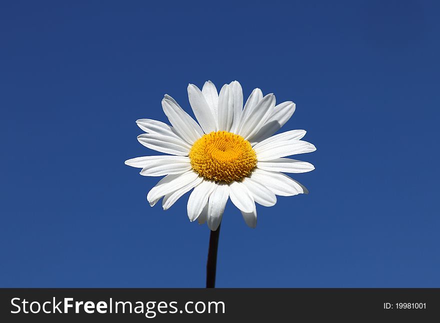 Chamomile on blue sky background