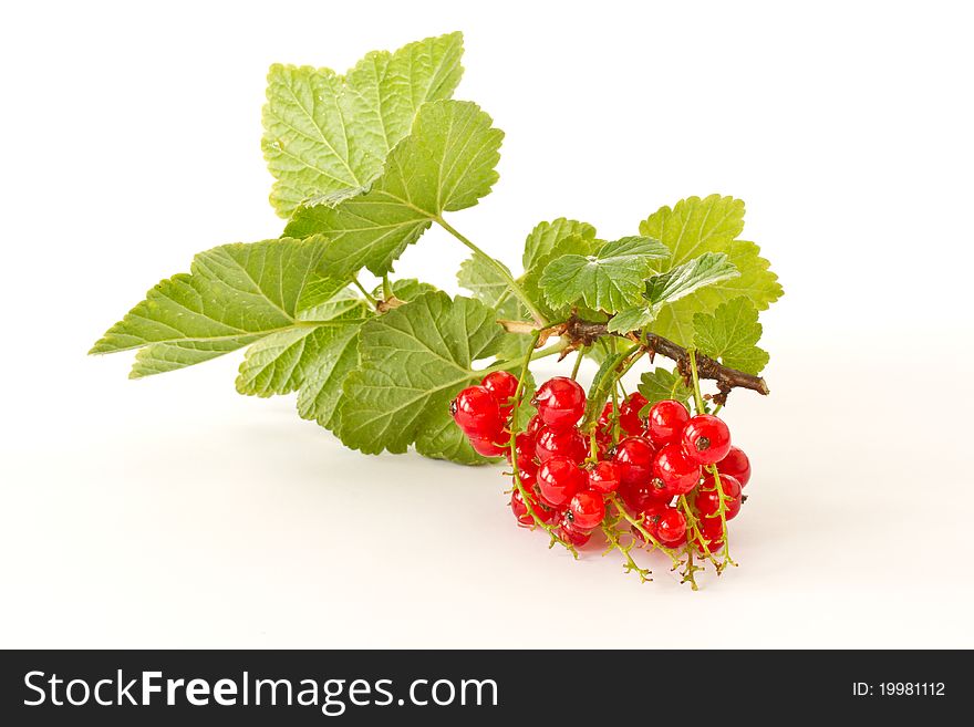 Ripe red currants on a white background