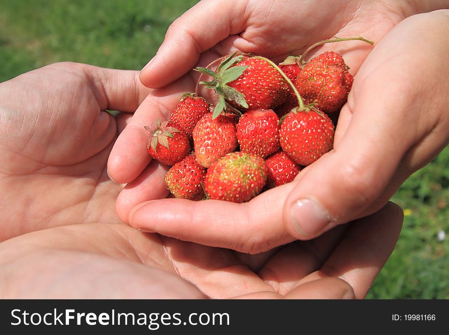 One person gives a strawberry to other person, from palms in a palm. One person gives a strawberry to other person, from palms in a palm