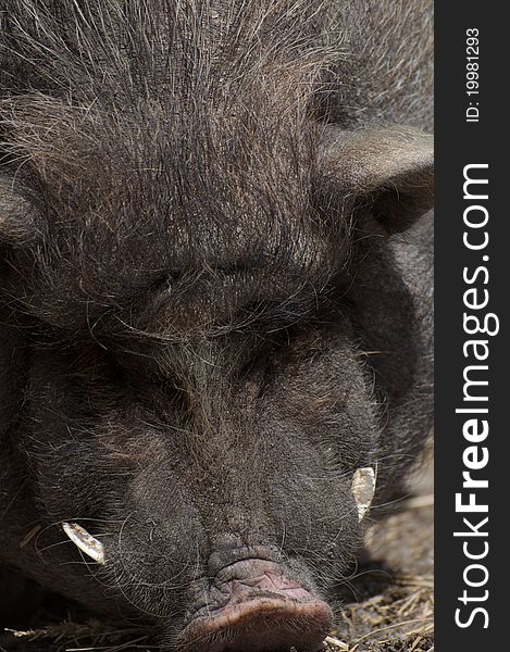 Wild boar covered in mud