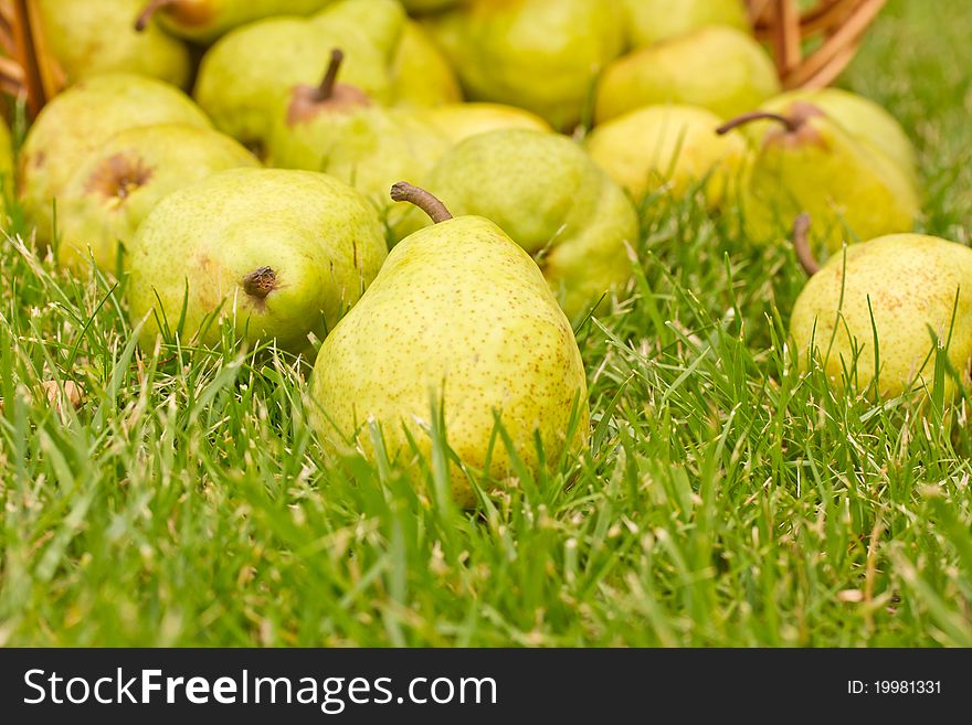 Many pears lie on the grass. Many pears lie on the grass