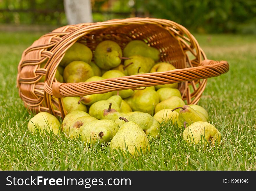 Basketful of ripe green pears. Basketful of ripe green pears