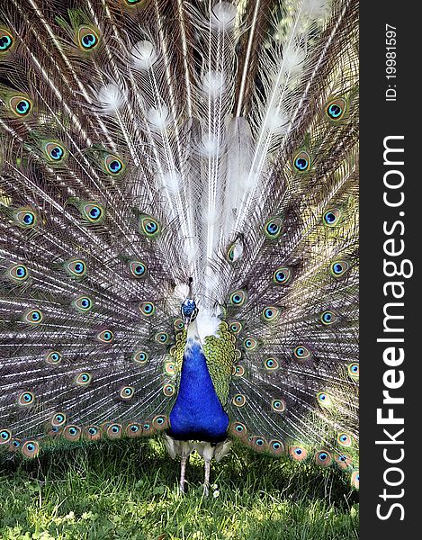 Colorful 'Blue Ribbon' Peacock in full feather