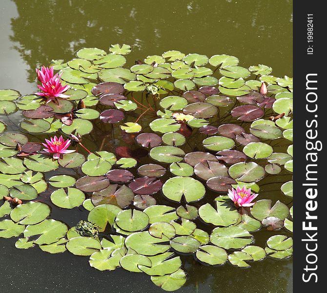 Waterlilies and frogs on a surface of a lake