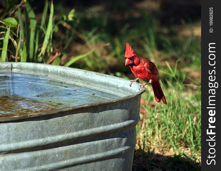 A Cardinal getting water from a metal tub