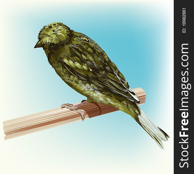 Roosting Gloster Corona Canary Bird, editable illustration. Roosting Gloster Corona Canary Bird, editable illustration